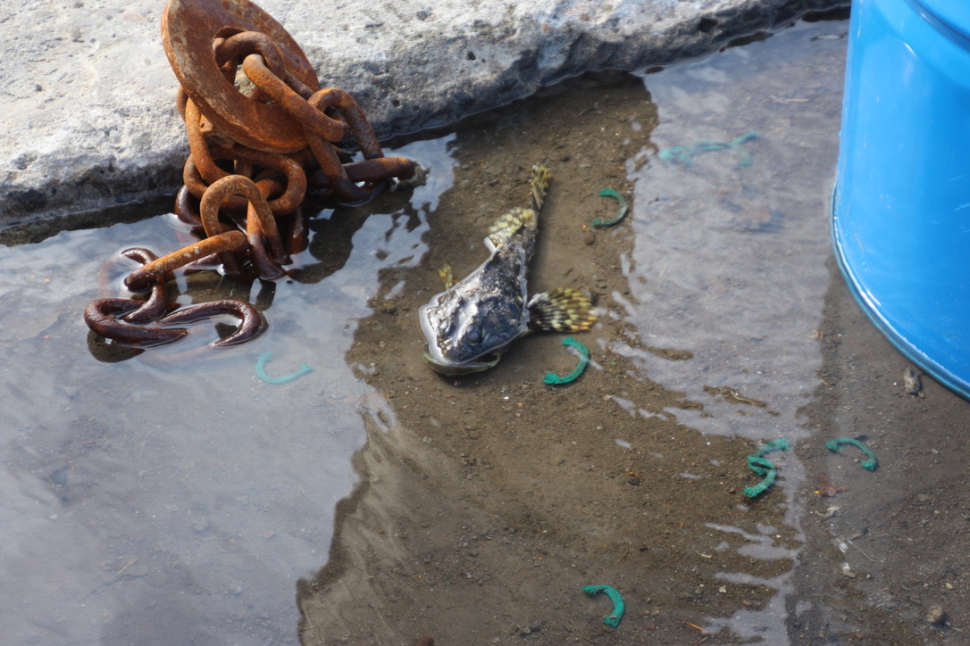 Fisch an Land und im Wasser